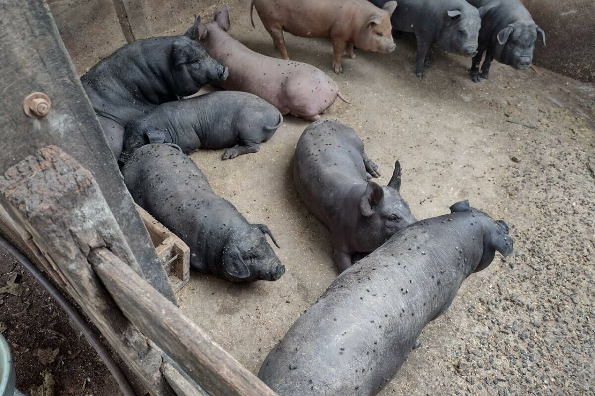 Imagem de compartilhamento para o artigo Animais sofrem e são sacrificados após ataques da mosca-da-vinhaça; vereadores cobram ações da Usina Atvos em Costa Rica da MS Todo dia